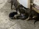 Labrador Retriever Puppies for sale in Duluth, MN, USA. price: $400