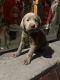 Labrador Retriever Puppies for sale in Jackson, MI, USA. price: NA