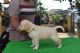 Labrador Retriever Puppies for sale in RT Nagar, Bengaluru, Karnataka 560032, India. price: 20000 INR