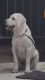 Labrador Retriever Puppies for sale in Casagrand Royce Block-D, Casagrand Royce, Kodigehalli, Krishnarajapura, Bengaluru, Karnataka 560049, India. price: 8000 INR