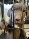 Labrador Retriever Puppies for sale in Midlothian, TX, USA. price: $400