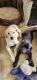 Labrador Retriever Puppies for sale in Apple Valley, CA, USA. price: $500