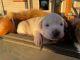 Labrador Retriever Puppies for sale in Knox City, MO 63446, USA. price: NA