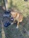 Labrador Retriever Puppies for sale in Union Park, FL 32817, USA. price: $250