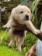 Labrador Retriever Puppies for sale in Pala, Kerala, India. price: 9,000 INR