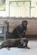 Labrador Retriever Puppies for sale in National Aluminium Company Ltd, Angul, Odisha, India. price: 8000 INR