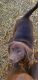 Labrador Retriever Puppies for sale in Concord, VA 24538, USA. price: $700