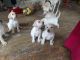 Labrador Retriever Puppies for sale in Kalkere Main Rd, Raghavendra Nagar, Kalkere, Bengaluru, Karnataka, India. price: NA