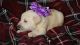 Labrador Retriever Puppies for sale in Spartanburg, SC, USA. price: $800