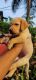 Labrador Retriever Puppies for sale in Puthiyatheru, Kerala 670011, India. price: 8000 INR