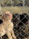 Labrador Retriever Puppies for sale in McHenry, IL, USA. price: NA