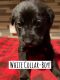 Labrador Retriever Puppies for sale in Bremerton, WA, USA. price: $500
