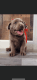 Labrador Retriever Puppies for sale in Delhi, NY 13753, USA. price: NA