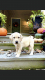 Labrador Retriever Puppies for sale in Hoover, AL, USA. price: $300