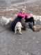 Labrador Retriever Puppies for sale in Social Circle, GA 30025, USA. price: NA