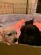 Labrador Retriever Puppies for sale in 2646 Spring Hill Church Rd, Lillington, NC 27546, USA. price: $400