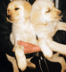 Labrador Retriever Puppies for sale in Winder, GA 30680, USA. price: $500