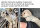 Labrador Retriever Puppies for sale in Winder, GA 30680, USA. price: NA