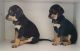 Labrador Retriever Puppies for sale in Thalambur Rd, Navalur, Tamil Nadu 600130, India. price: 4000 INR