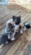 Labrador Retriever Puppies for sale in Alexandria, VA, USA. price: NA
