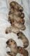 Labrador Retriever Puppies for sale in Fall City, WA 98024, USA. price: NA