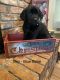Labrador Retriever Puppies for sale in Fairfield, MT 59436, USA. price: $300