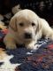 Labrador Retriever Puppies for sale in Manteca, CA, USA. price: NA
