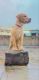 Labrador Retriever Puppies for sale in Hyderabad, Telangana, India. price: 15000 INR