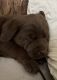 Labrador Retriever Puppies for sale in Victoria, BC V9C 1J2, Canada. price: $2,000