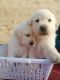 Labrador Retriever Puppies for sale in Khat Rd, Shiv Nagari, Bhandara, Maharashtra, India. price: 20000 INR