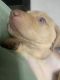 Labrador Retriever Puppies for sale in Dahlonega, GA 30533, USA. price: $1,000