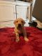 Labrador Retriever Puppies for sale in Brooklyn Center, MN, USA. price: $600