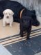 Labrador Retriever Puppies for sale in Pataudi, Haryana 122503, India. price: 7000 INR