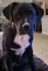 Labrador Retriever Puppies for sale in Murfreesboro, TN 37128, USA. price: NA