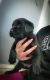 Labrador Retriever Puppies for sale in Holyoke, MA, USA. price: $750