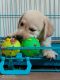 Labrador Retriever Puppies for sale in Dombivli East, Dombivli, Maharashtra, India. price: 16000 INR