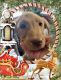 Labrador Retriever Puppies for sale in 202 Sprandel Ln, Miles City, MT 59301, USA. price: $1,200