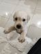 Labrador Retriever Puppies for sale in HSR Layout, Bengaluru, Karnataka, India. price: 15000 INR