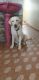 Labrador Retriever Puppies for sale in Nuzividu, Andhra Pradesh, India. price: NA