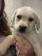 Labrador Retriever Puppies for sale in Morrow, OH 45152, USA. price: $650