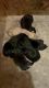 Labrador Retriever Puppies for sale in Worland, WY 82401, USA. price: NA