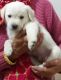 Labrador Retriever Puppies for sale in Pataudi, Haryana 122503, India. price: 10000 INR
