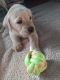 Labrador Retriever Puppies for sale in Franklin, NJ 07416, USA. price: $1,000