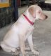 Labrador Retriever Puppies for sale in Lal Bahadur Shastri Nagar, Bengaluru, Karnataka, India. price: 15000 INR