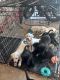 Labrador Retriever Puppies for sale in Oakdale, CA 95361, USA. price: $700