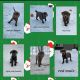 Labrador Retriever Puppies for sale in Emmetsburg, IA 50536, USA. price: NA