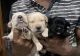 Labrador Retriever Puppies for sale in Krishnagiri, Tamil Nadu 635001, India. price: 12000 INR