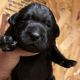 Labrador Retriever Puppies for sale in Worland, WY 82401, USA. price: $110,000