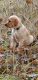 Labrador Retriever Puppies for sale in Roy, WA 98580, USA. price: NA