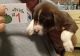 Labrador Retriever Puppies for sale in Wise, VA 24293, USA. price: $10,000